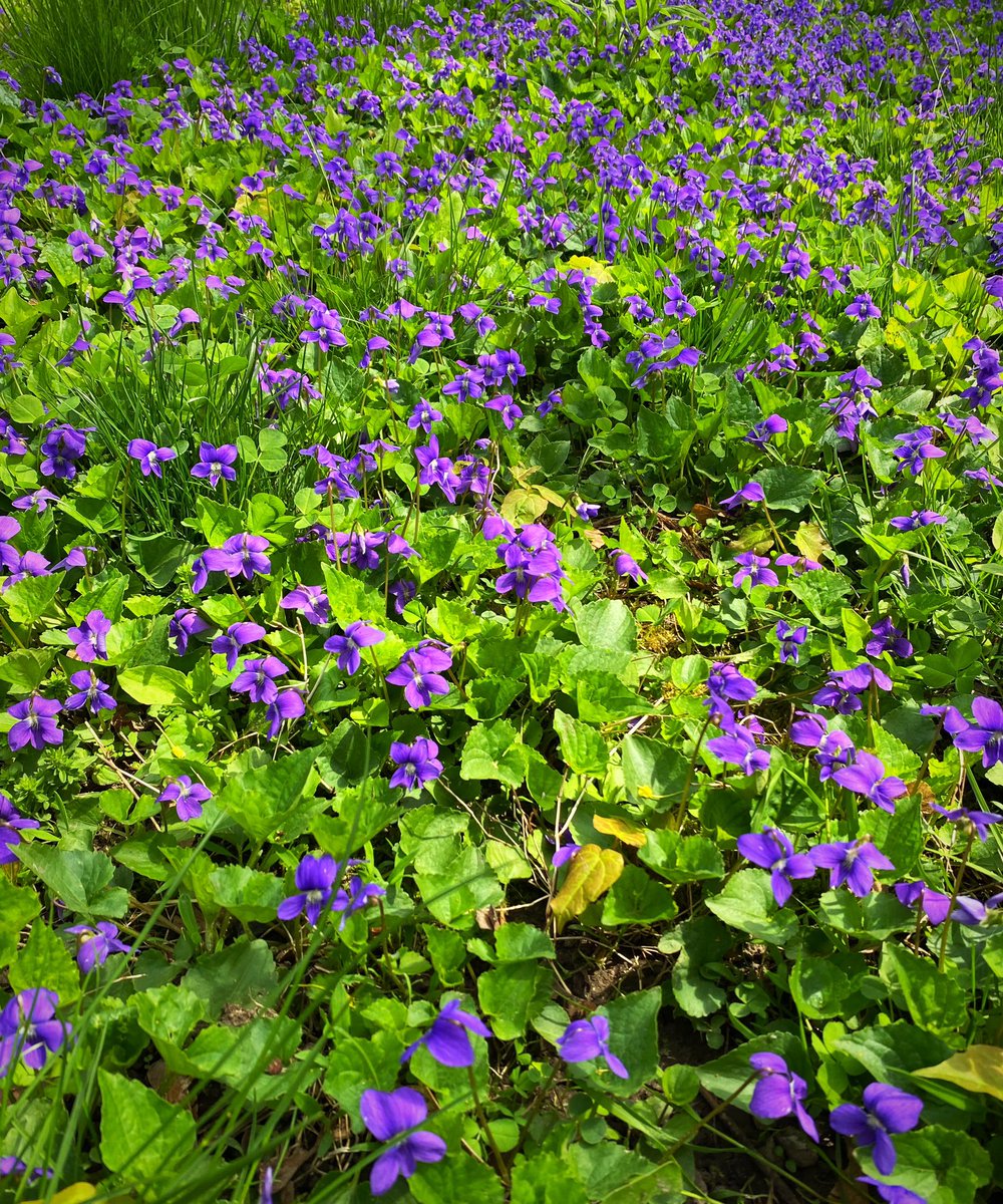 TheLastLinda's tweet photo. I’m all for a sea of purple.

#violets #WildViolets #flowers #blooms #spring https://t.co/gyHoyZo8Ie
