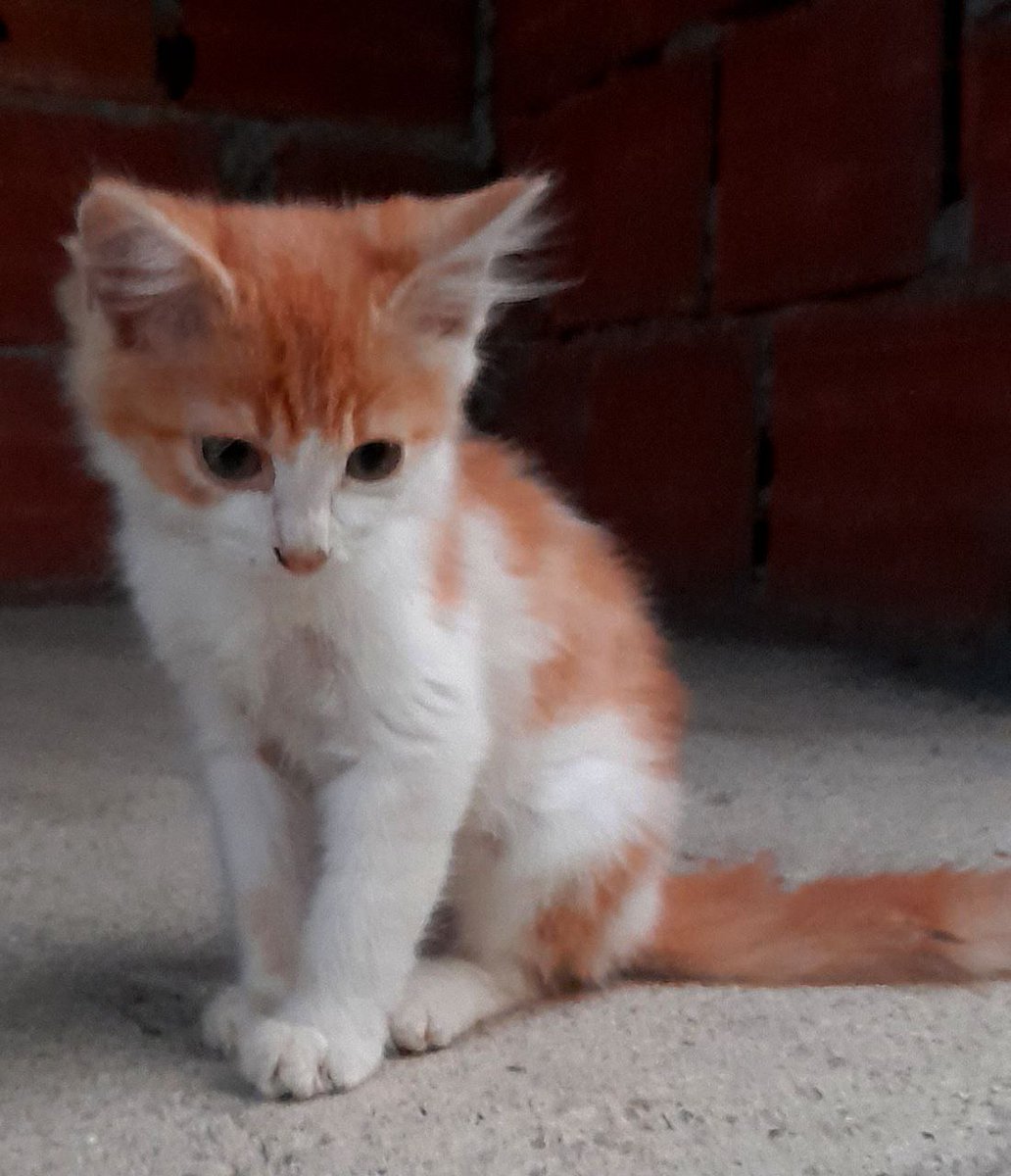 manflorico's tweet photo. 5 bebés buscan hogar en Mérida
#adoptaungato #MeridaVE 
@sosanimalvzla @ASOGUAU @MeridaVenezuela @ivanrive3 https://t.co/mCdnIBQxVs