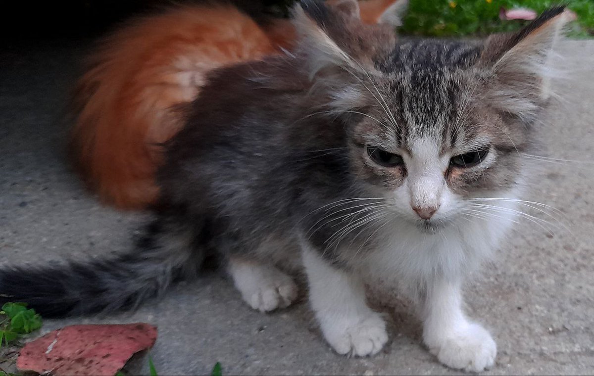 manflorico's tweet photo. 5 bebés buscan hogar en Mérida
#adoptaungato #MeridaVE 
@sosanimalvzla @ASOGUAU @MeridaVenezuela @ivanrive3 https://t.co/mCdnIBQxVs