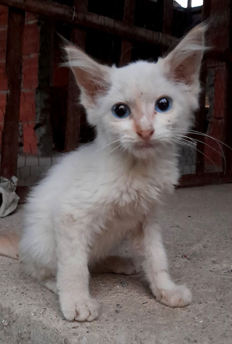 manflorico's tweet photo. 5 bebés buscan hogar en Mérida
#adoptaungato #MeridaVE 
@sosanimalvzla @ASOGUAU @MeridaVenezuela @ivanrive3 https://t.co/mCdnIBQxVs