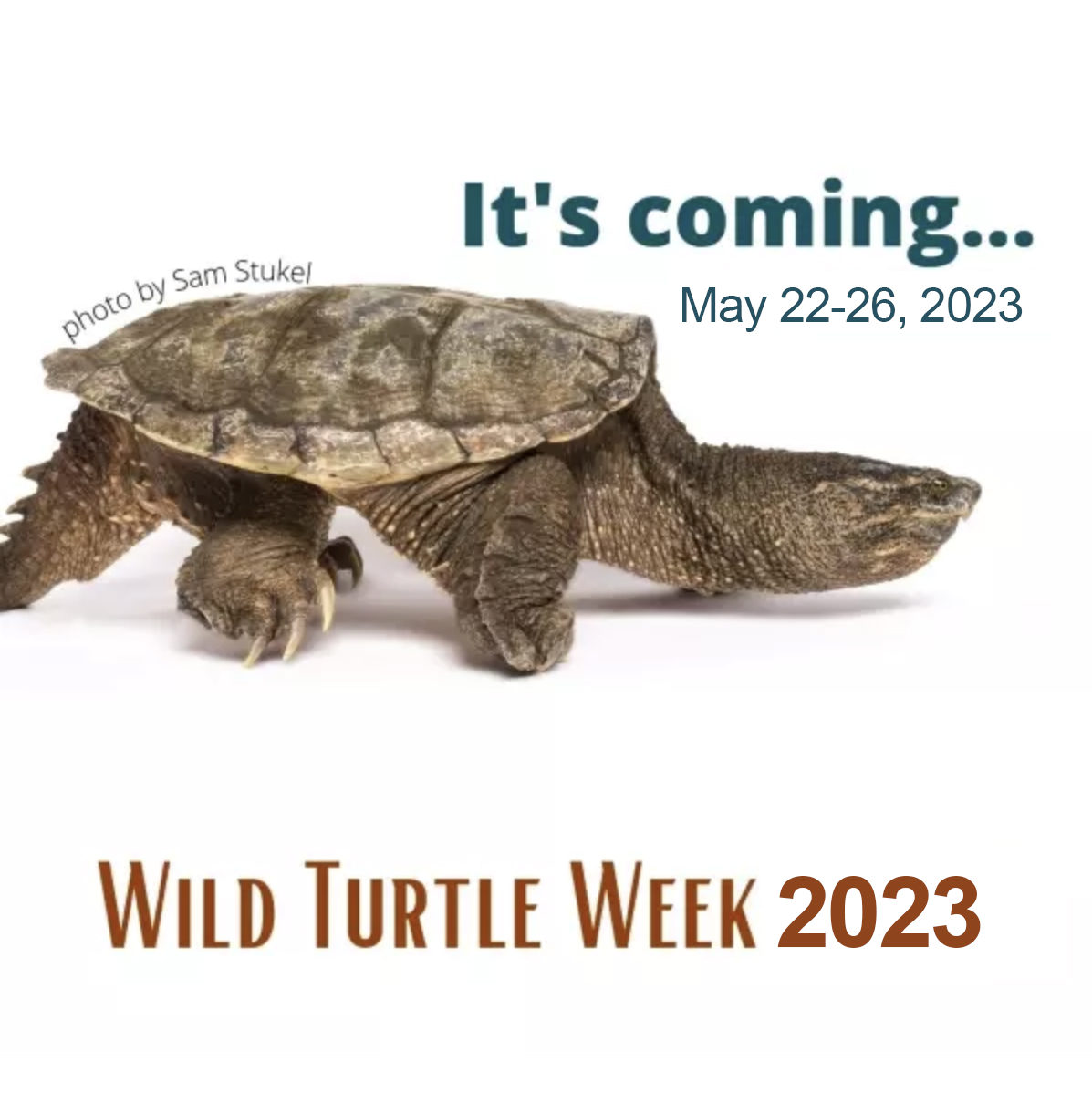 MWPARC's tweet photo. It’s almost #WildTurtleWeek! We’ll be joining our turtle conservation partners to raise awareness about the importance of turtles to ecosystems, and to educate about what we can do to halt worldwide population declines.

#WildTurtleWeek2023 #KeepTurtlesWild https://t.co/hQyK3SQ3OY
