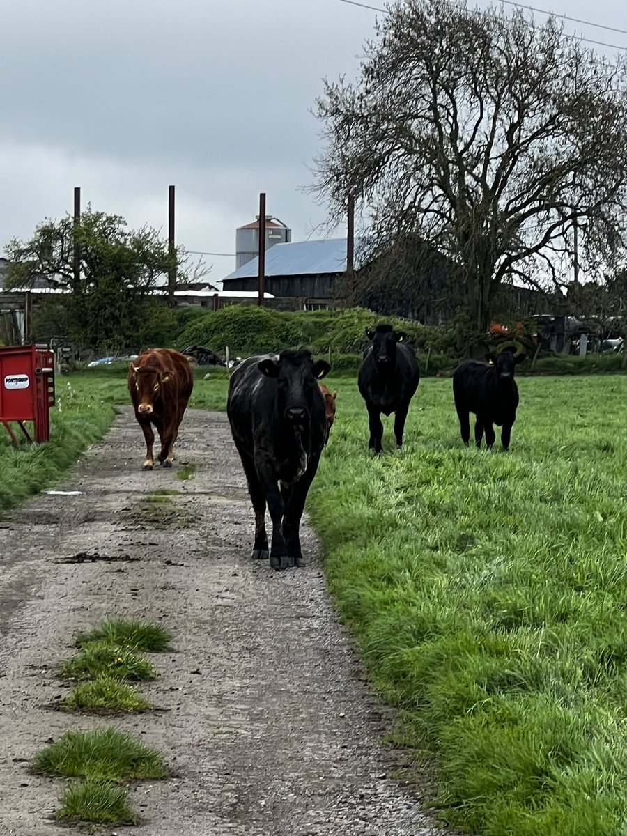 Dazlin77's tweet photo. Expedition/ Navigation route recce. Not liking the cows 🤣🤣 https://t.co/eAAS3lv2lw