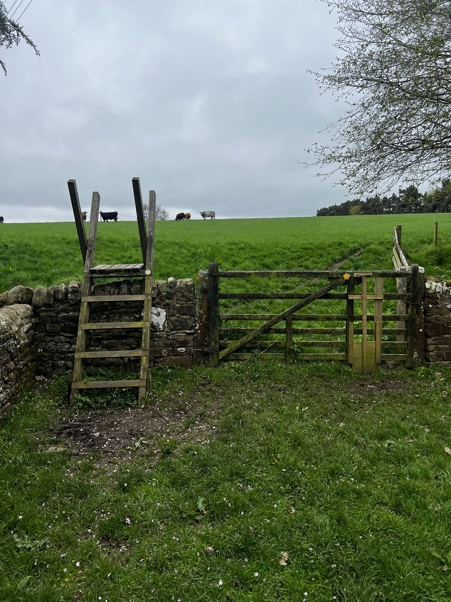 Dazlin77's tweet photo. Expedition/ Navigation route recce. Not liking the cows 🤣🤣 https://t.co/eAAS3lv2lw
