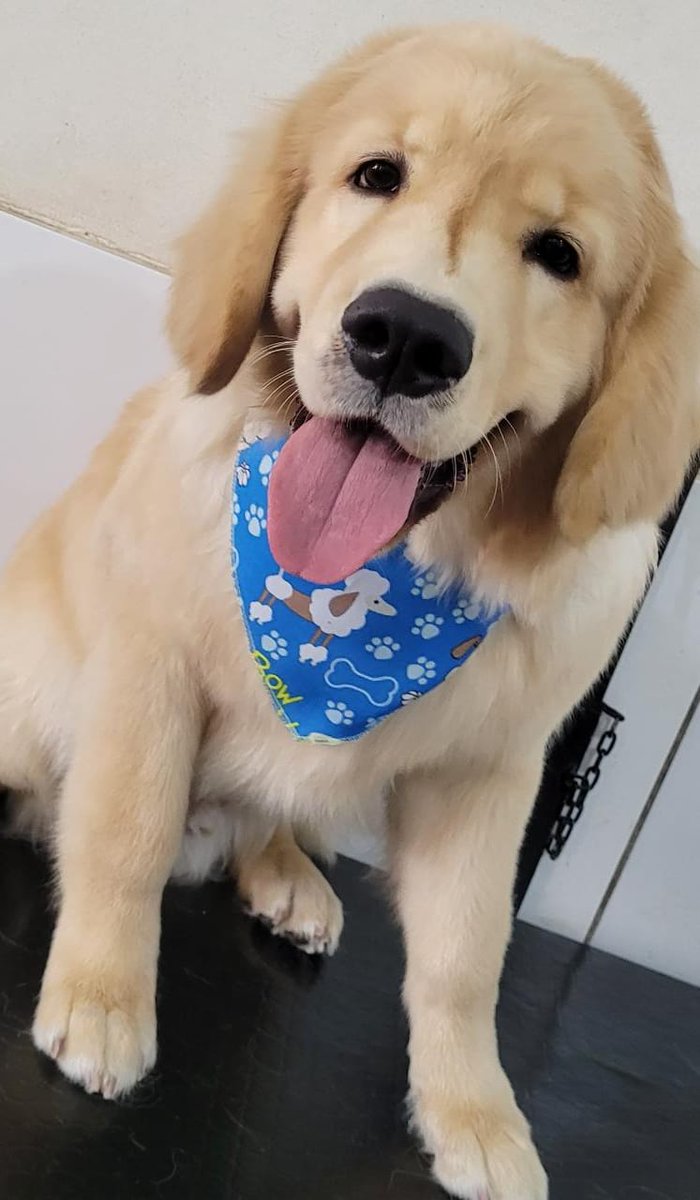 HIDzera's tweet photo. Não consegui postar mas ontem foi dia de banho! Nosso bebezão ficou lindo, não é mesmo?

#GoodApollo https://t.co/hUpzffr84P