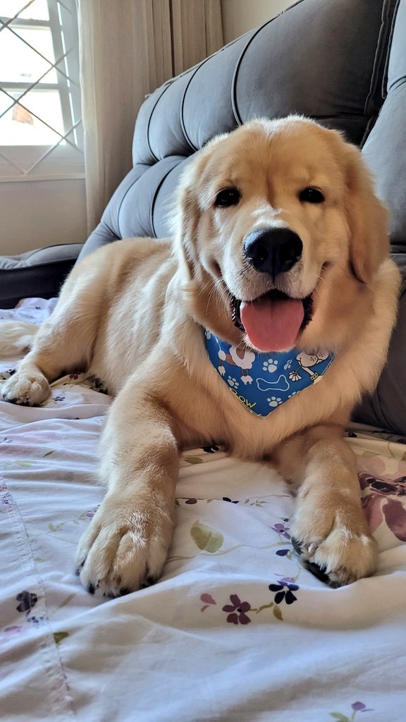 HIDzera's tweet photo. Não consegui postar mas ontem foi dia de banho! Nosso bebezão ficou lindo, não é mesmo?

#GoodApollo https://t.co/hUpzffr84P