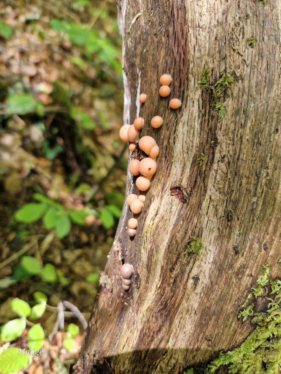 muscariamadge's tweet photo. Can't resist a pop!
#fungifriday #wolfsmilk #slimemold https://t.co/IwvWyx0si6