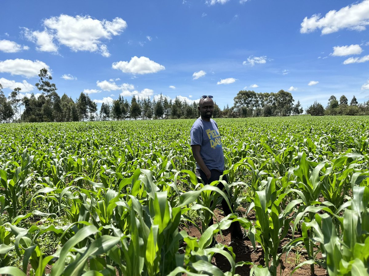 Checking on maize in one of our fields.

Date planted : March 23 (Day 49)

Variety: H9401

Planting Fertilizer: Yara MiCROP planting in the  G.o.K fertilizer subsidy program.

Yet to be top-dressed with Yara MiCROP topdressing fertilizer. Yara Kenya.

The farmer is happy.👌