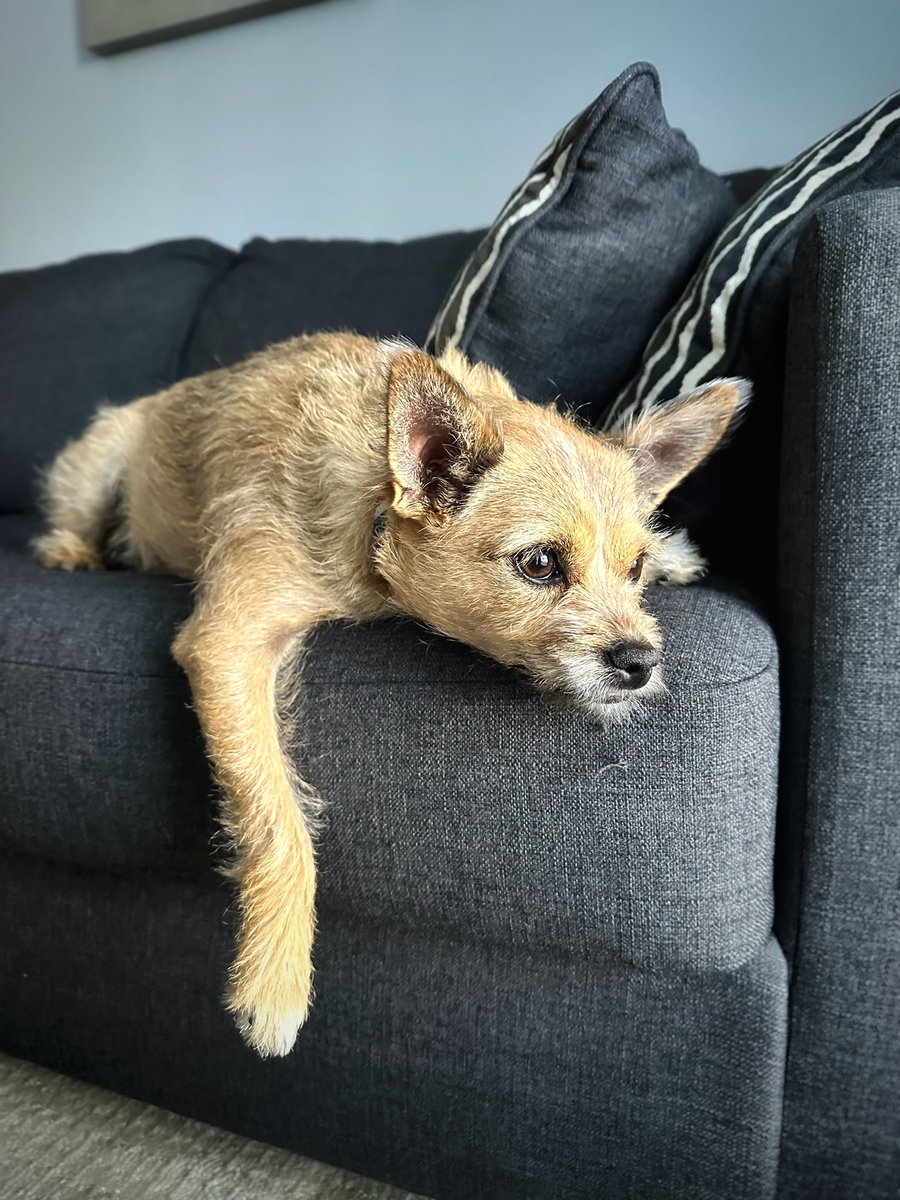 smiland's tweet photo. #preciousmoments u never want to forget. My little #roxygirl โค๏ธ
#puppielove
#roxy #dogsoffacebook #puppiesofFacebook #chihuahuaterrier #puppylove #puppies #puppy #mypuppy #mypup #mypuppydog #pupper #puppyoftheday #dogowner #dogownerlife #dog #dogmom #dogmomlife #yorkshireterrier https://t.co/BVG5u4GL1e