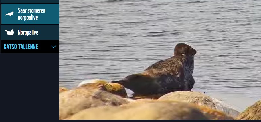 Ihanan rauhallista seurattavaa tämä norppalive