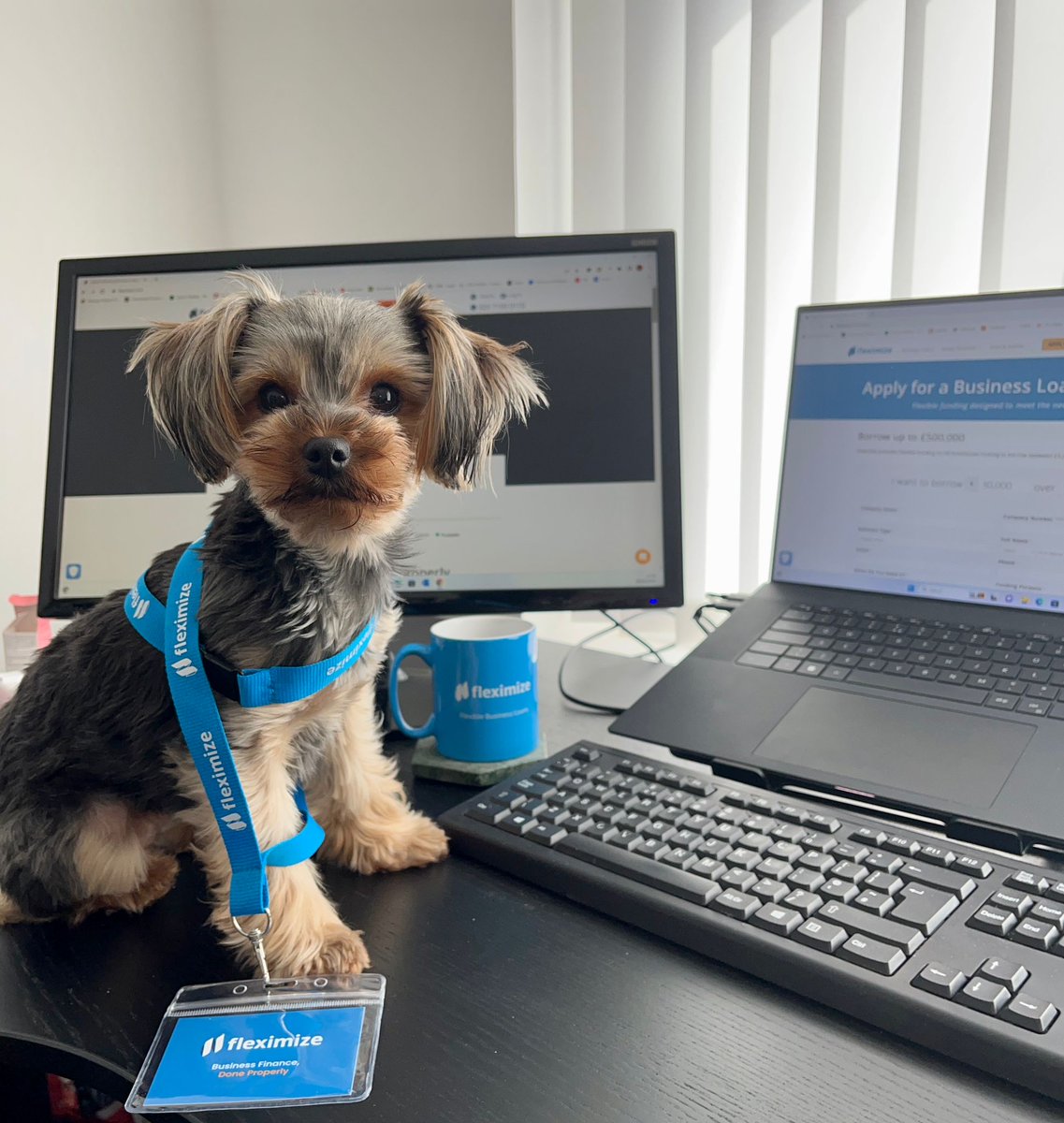 Fleximize's tweet photo. Say hello to Winnie... 👋

She's the top dog for boosting team morale and always paws-itivley brightens up our workday! 🐾💙

You can catch her wagging her tail during her lunch breaks and playing with her favourite squeaky toy. 🦴🎾

#FlexPetOfTheWeek #OfficeMascot #HappyFriday https://t.co/MPSdEe04ar