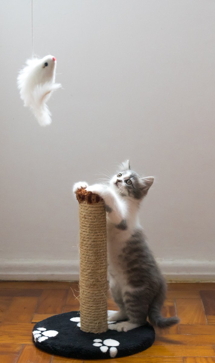 JohnsonsVet's tweet photo. Although #scratching is a #natural behaviour for #cats to display, it can often #damage furniture and #harm others.
@CatsProtection list a number of methods to #prevent your cat from scratching #excessively, and explain why they might #behave this way: https://t.co/kp5SEjKu7L https://t.co/zyTXiM7a6o