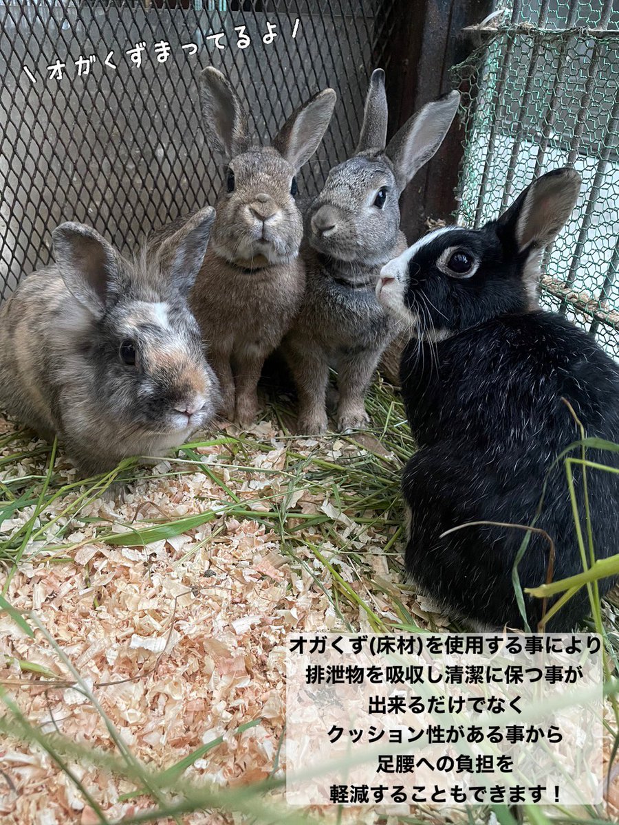 【🐇動物達の床材の寄付募集中🐏】

動物達の寝室に使用している
オガくず(床材)が不足しております😣

ご寄付いただける方は
宇都宮動物園(TEL028-665-4255)まで
ご連絡ください😊❣️

#宇都宮動物園 #ウサギ #ほし #茶々
#むちこ #はな #なかよしらんど
#オガくず #チップ #床材 #募集中