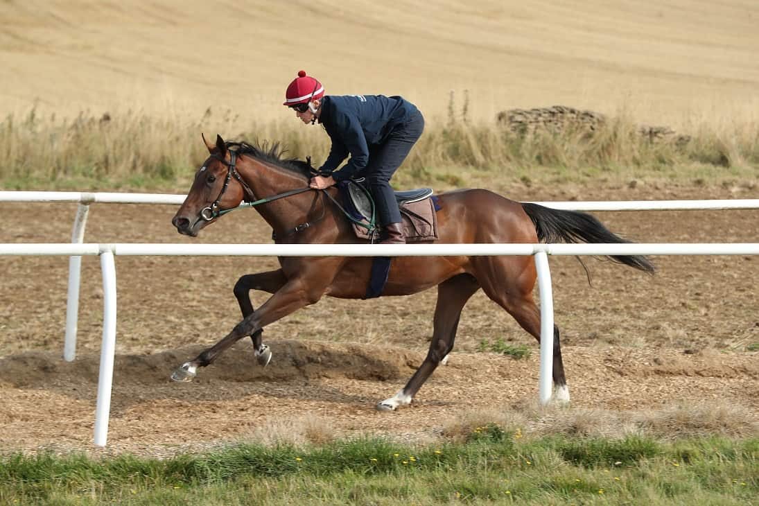 HambletonRacing's tweet photo. Attractive filly Star Sound is back in action @LeicesterRaces tomorrow. She makes her second start of the year for the excellent @kevinryanracing team. Best of luck to all connections as she makes her turf handicap debut! ππΌππ #HambletonTeam #FridayFeeling #Zoustar #FineFilly https://t.co/DElbrrNCgI