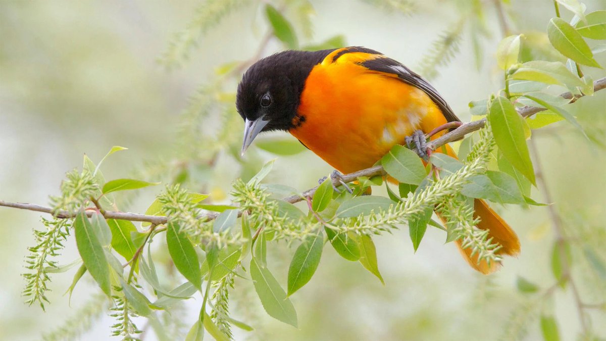Good morning/ evening! I hope everyone is doing good.🙂 These aren't my photographs but today when I was feeding the birds, a bright orange Oriole finally came to my yard! The orange was already eaten by the cow birds so I want to put out more! I'll put out 100 if I have to!