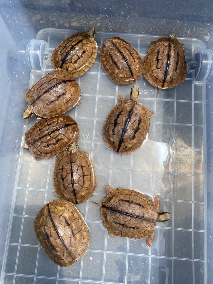 woodbell3023 on Twitter 