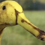 バナナ模様が黒い模様や柄の部分が相待ってアヒルのような見た目に!？ アヒルに見えたら疲れているかも...。