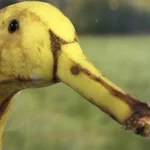 バナナ模様が黒い模様や柄の部分が相待ってアヒルのような見た目に!？ アヒルに見えたら疲れているかも...。