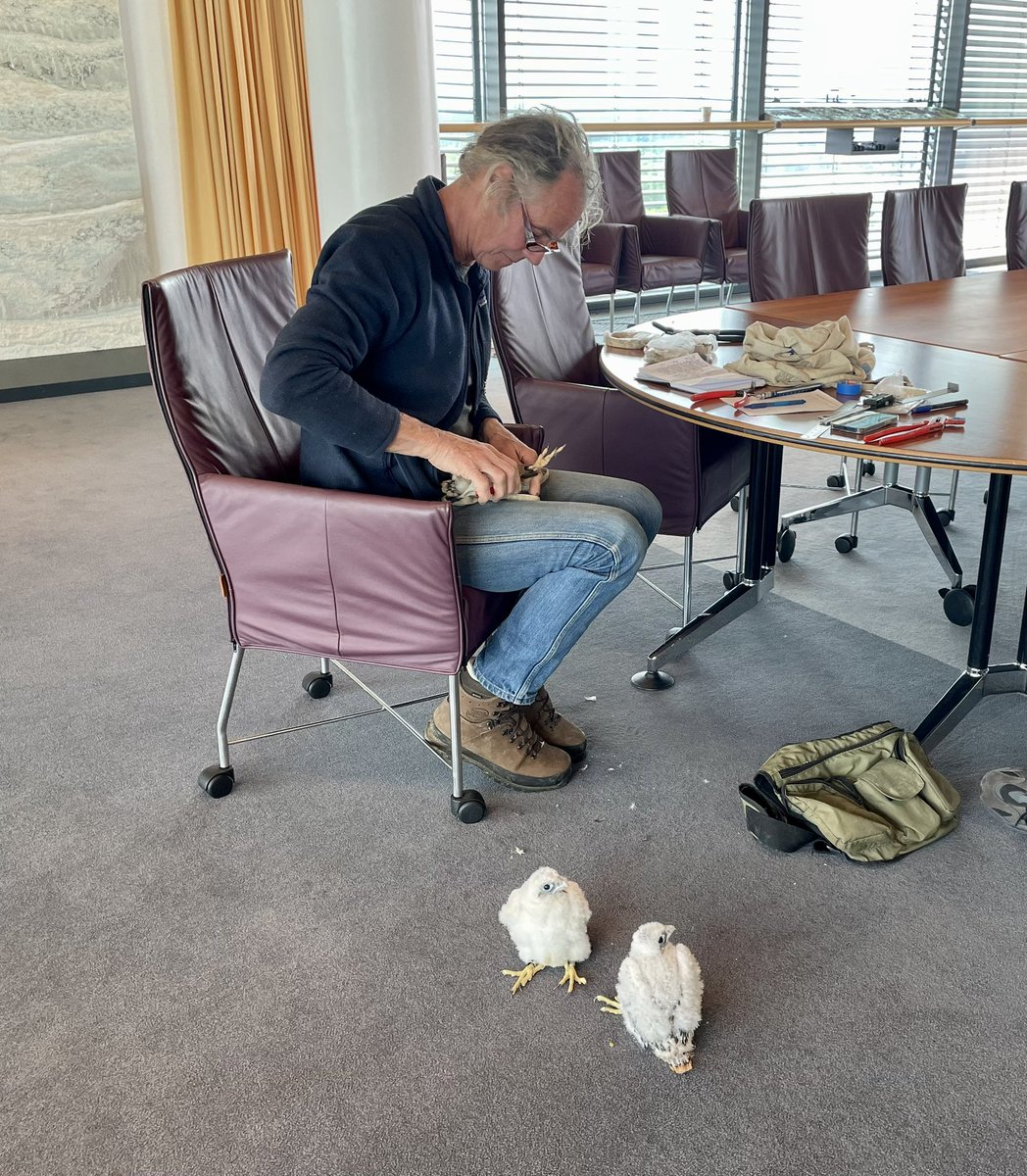 Geringd, gewogen en gemeten: de drie slechtvalkjes op ons provinciehuis zijn vandaag onderzocht. Over enkele weken vliegen ze uit. Volg ze live op slechtvalk.brabant.nl