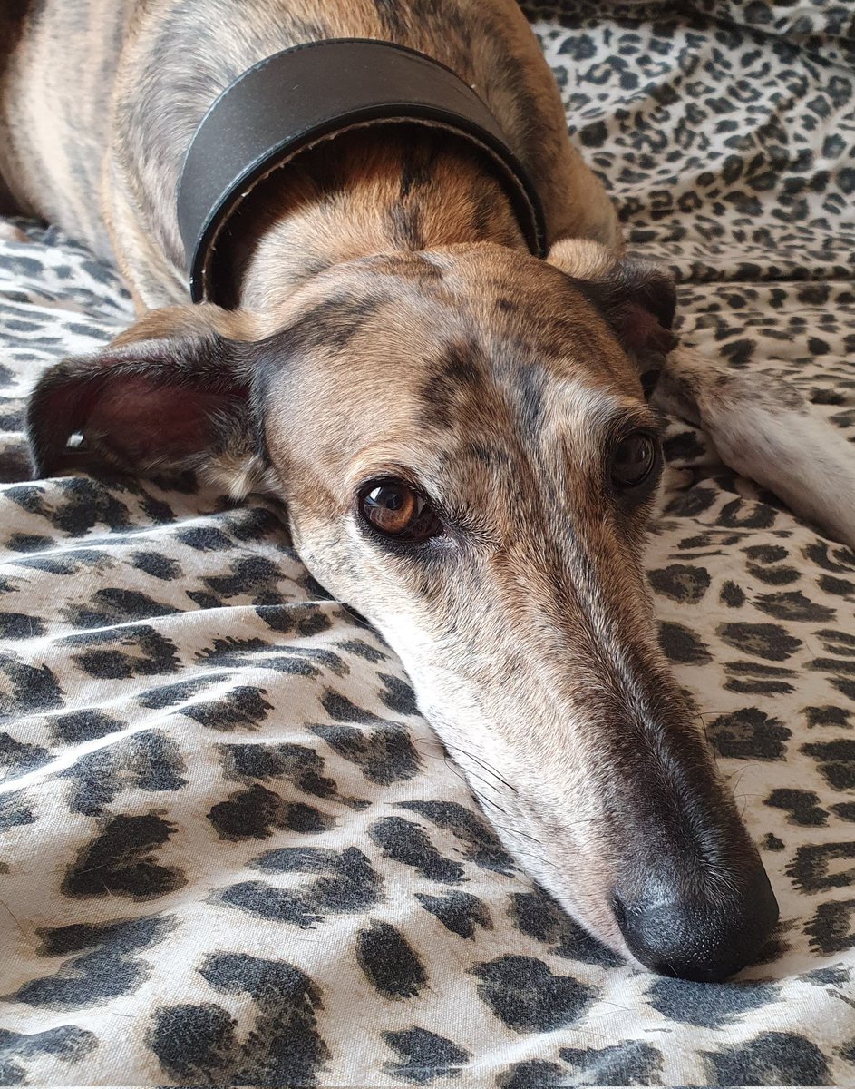 Cockneyhounds75's tweet photo. 🌈❤️🎈🎉😢🎉🎈❤️🌈
THIS DARLING BOY OF MINE WOULD HAVE BEEN 7 TODAY. NOT A MOMENT GOES BY WHEN HES NOT IN MY THOUGHTS. 
HAPPY HEAVENLY BIRTHDAY GREY. 
LOVE YOU FOREVER AND ALWAYS . HAVE FUN UP ON YOUR CLOUD TODAY SON.❤️❤️❤️❤️
🌈❤️🎈🎉😢🎉🎈❤️🌈 https://t.co/DzwERRT9SX