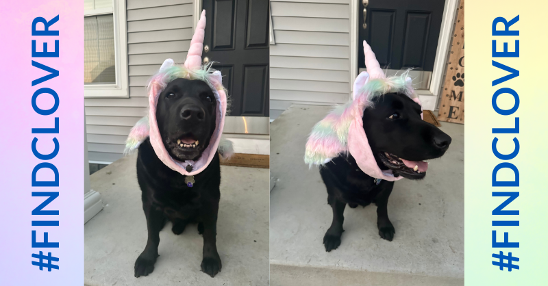 makeawishohkyin's tweet image. Hi Mya!
I think my puppy nephew, Lincoln, had a visit from Clover while no one was home! When we got home, he had this on and there's glitter all over the house! I’ll see if he'll tell me where Clover was off to…🦄
-Laura

🧁 Help us #FindClover oki.wish.org/findclover