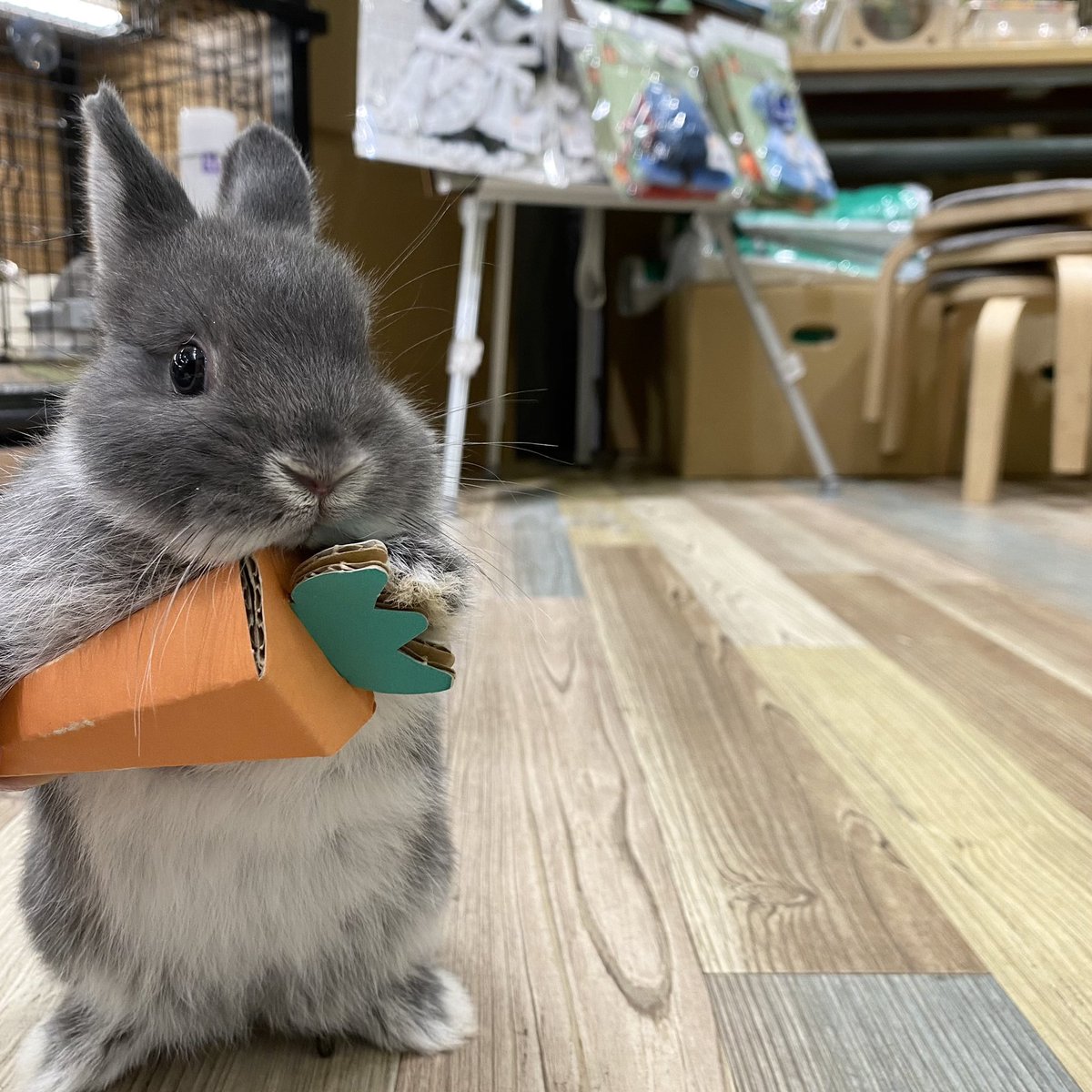 larryasbunnies's tweet photo. https://t.co/I8PK8mbOUN