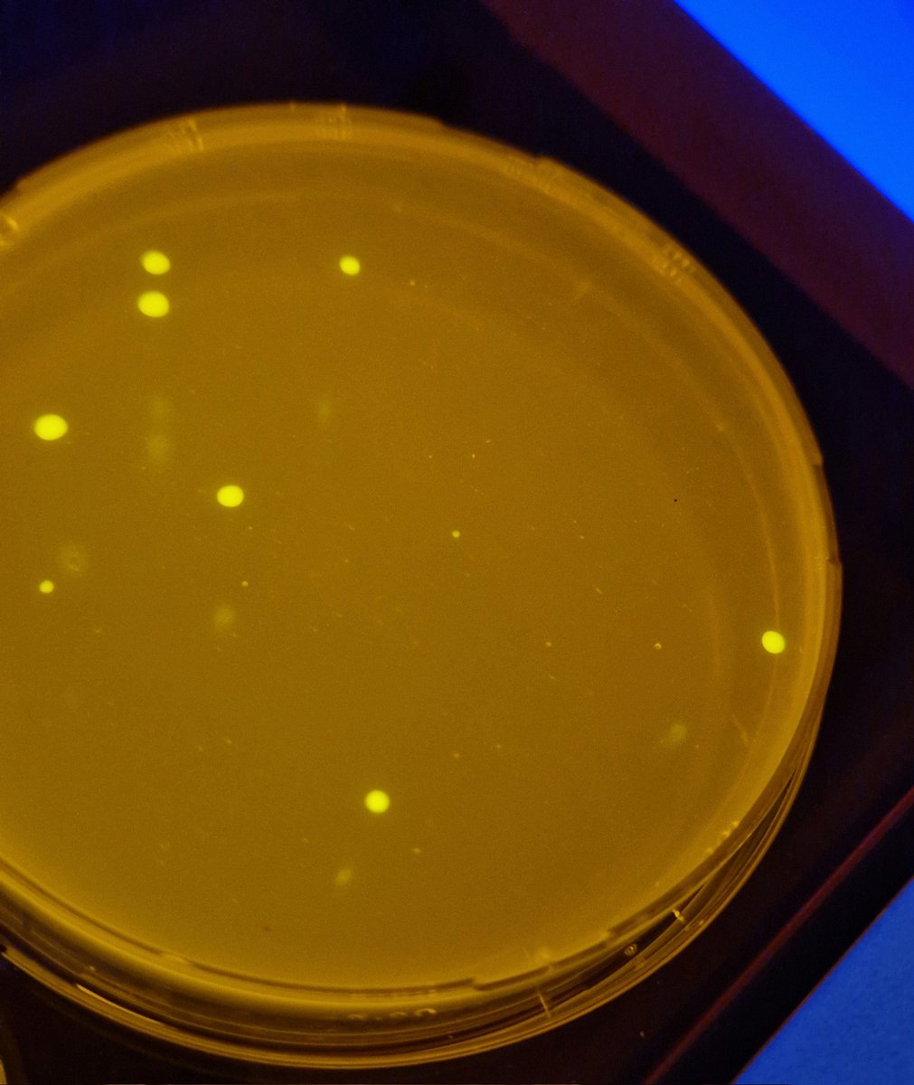 JoaoRod27's tweet photo. The perfect end of the week, with fluorescent cells! #FluorescenceFriday https://t.co/InxrOuluNY