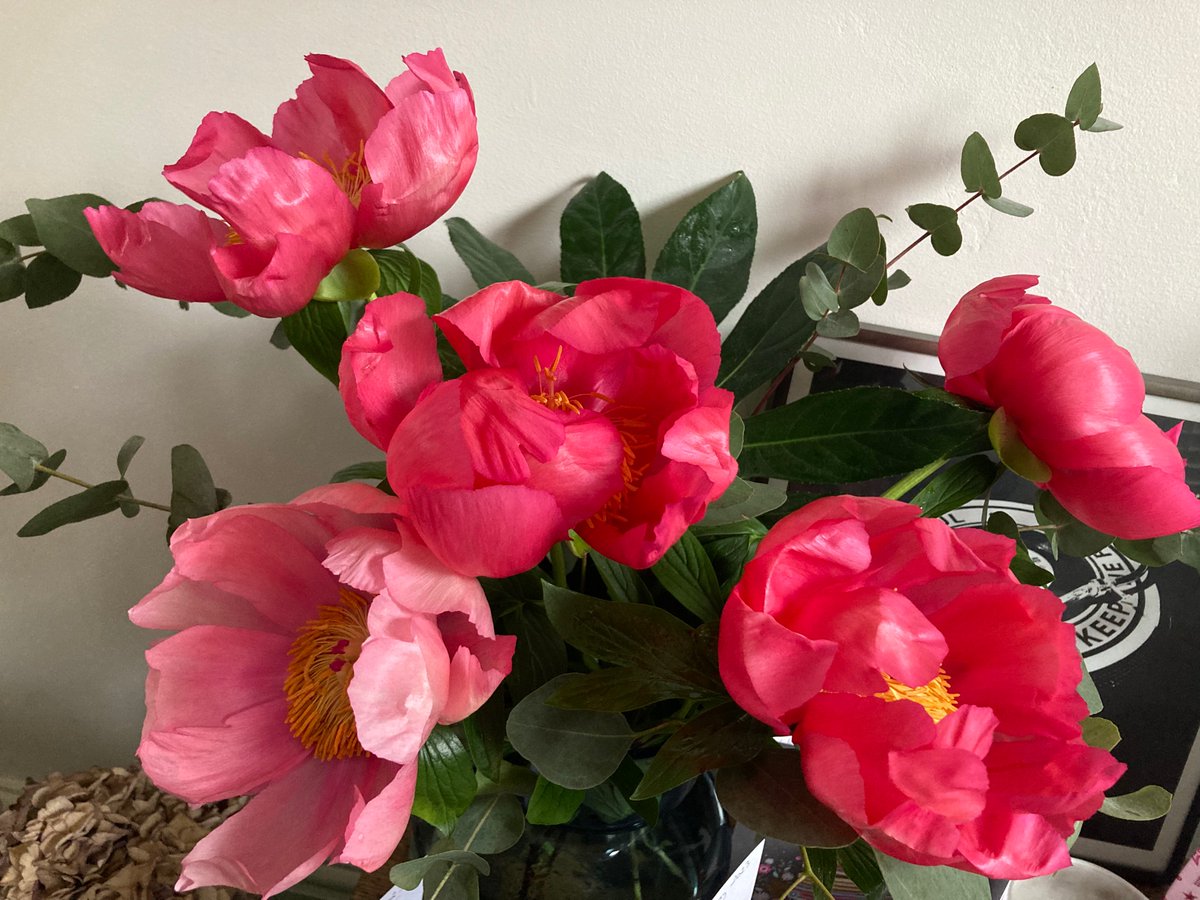 LydiaStott's tweet photo. Blooms https://t.co/pW6E6np4rL