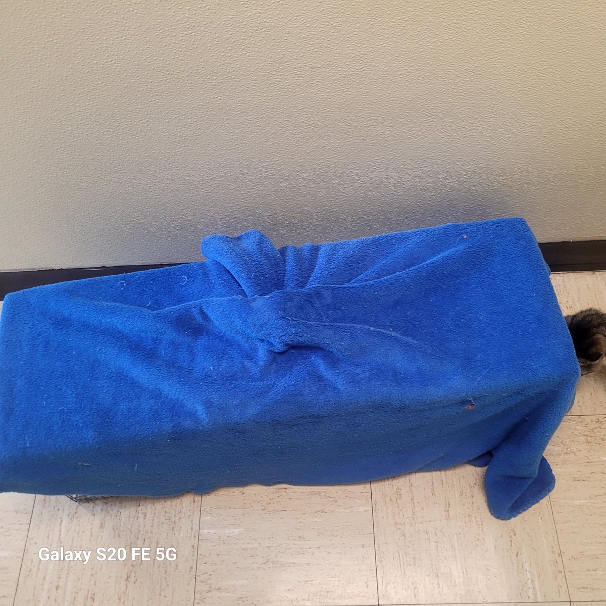 lynnslagle42's tweet photo. Aaannndddd drop off complete! Roxy Hart will be spayed and given rabies vaccine and will not have any more kittens! I'm so excited. #ferallivesmatter #feralcolony #lovemyferals #tnrworks #tnrsaveslives #supporttnr #spayandneuteryourpets #nomorekittens #15littersisenough #roxyhart https://t.co/meoZsd1Bi7