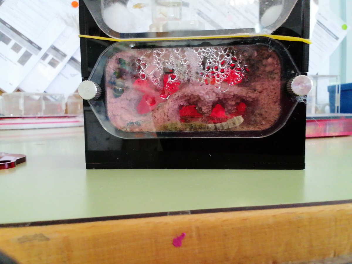 CEIPLAREDO's tweet photo. ๐ INFORME #formigueando 12-05-2023 :
- Especie investigada: Camponotus Cruentatus
- Curso Investigadora: 4ยบ EP
- Nยบ Colonia: 15 formigas.
#laredolab361 #clubciencialaredo
๐ Informes completos : https://t.co/ZirNtsggWi https://t.co/yaArqDmiVO