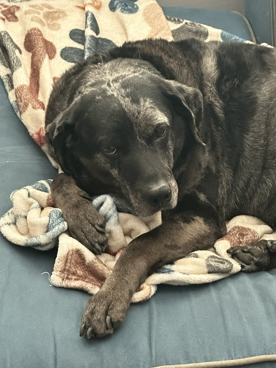 LuckySixes's tweet photo. If you see this tweet, QT with the most recent photo you took of your pet. No cheating! https://t.co/7vuDoC8spD