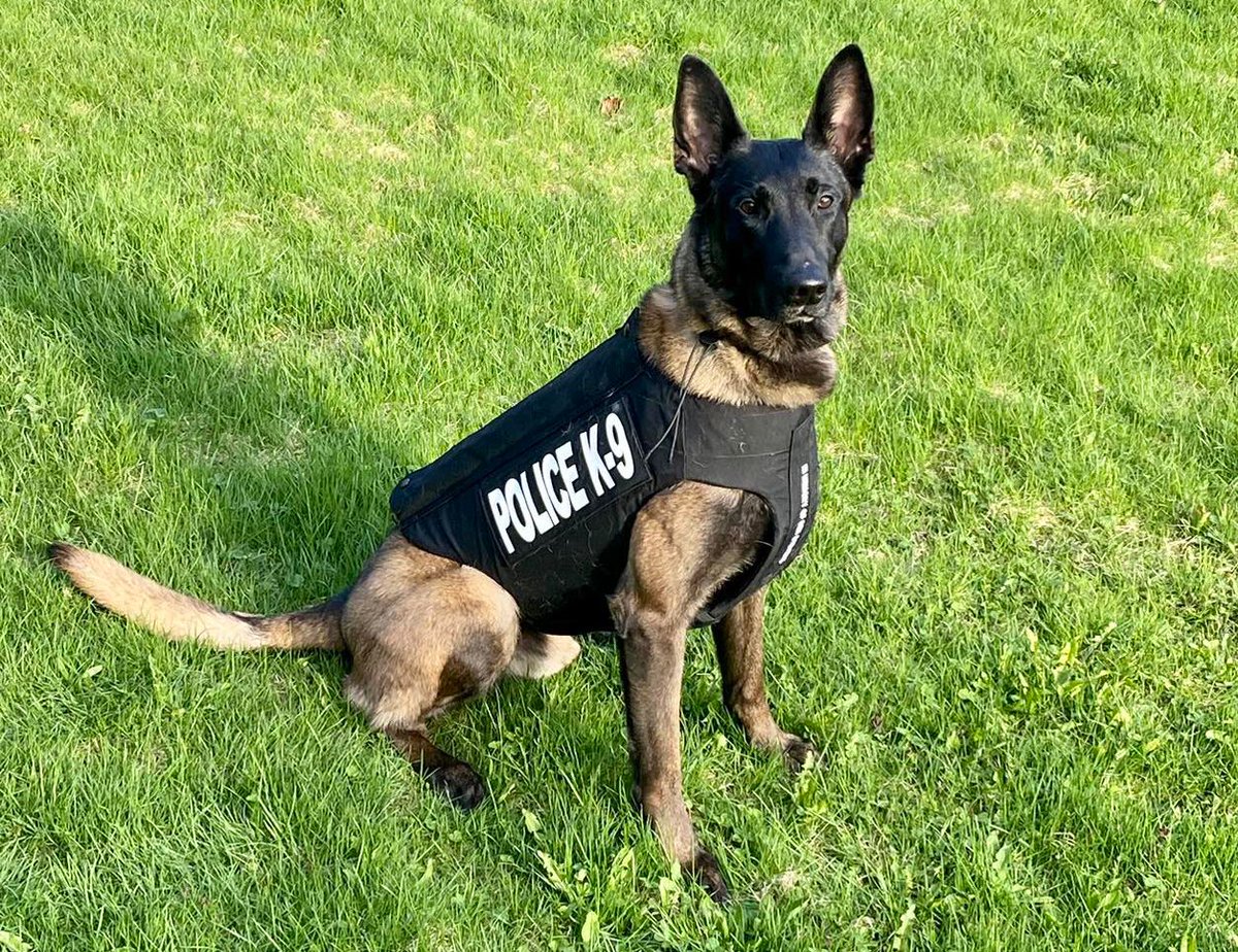 Handsome K9 Atlas of Montpelier PD, VT is looking sharp in his new ballistic vest. The vest was sponsored by #VestedInterestInK9s and embroidered with “In memory of Ben Stevens”.

See how you can help get more K9s vested & protected at:
bit.ly/3Bi006H

#k9vest #vik9s