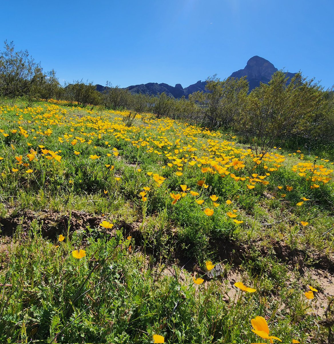 @SebDuperPhoto Wildflowers in the desert
#desertwildflowers , #azdesert