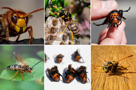 "Can You Pick a ‘Murder Hornet’ Out of a Lineup?"  via NYT ift.tt/K9QtsNw  #Science #NYT