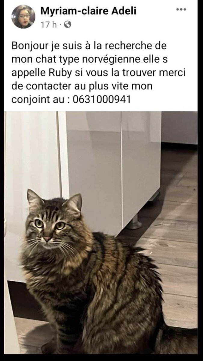 Un ami a perdu son chat hier si vous faites partie de sa ville  ou de son village SVP 🙏