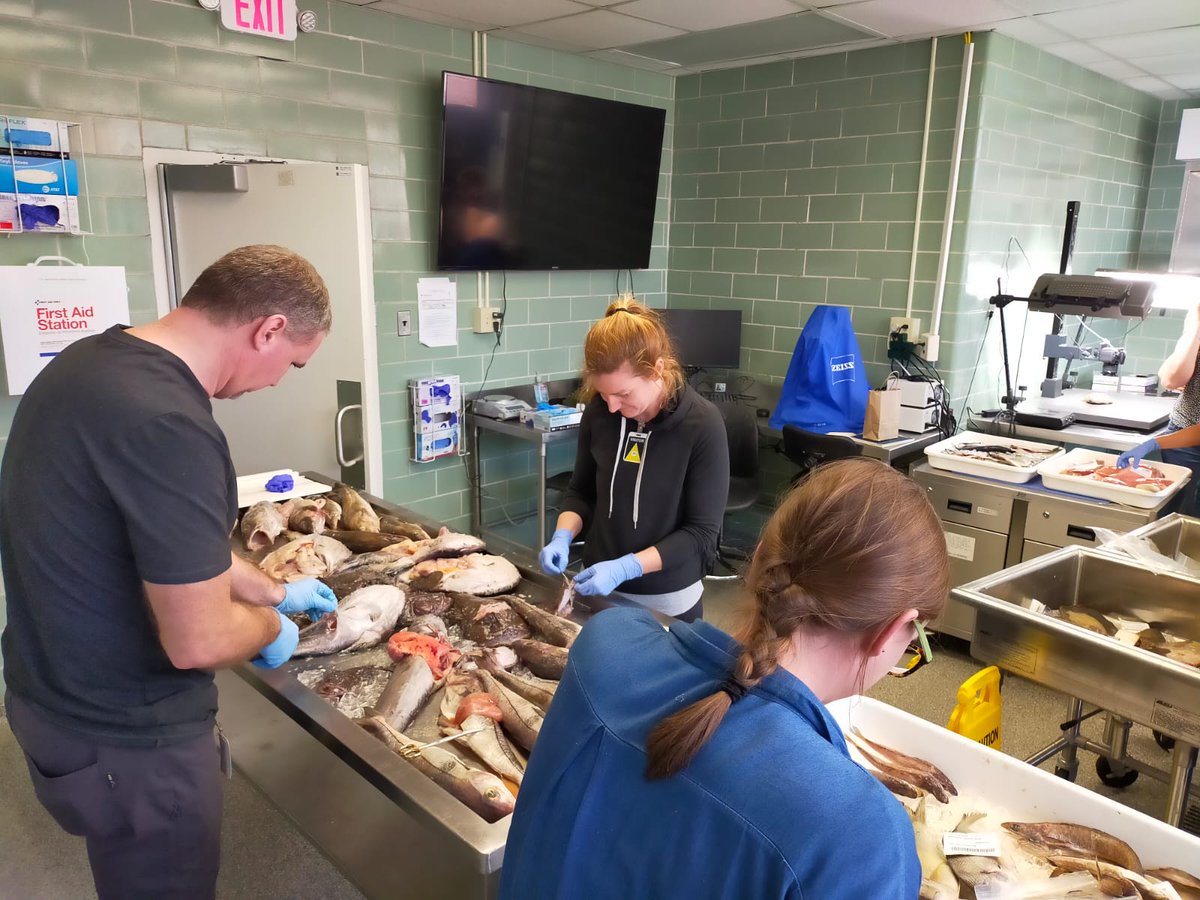 IEOVigo's tweet photo. 🐟Nuestra compañera @RdominguezPetit participó en el grupo de trabajo de @NOAA #MARVLS (Maturity Assessment Reproductive Variability and Life Strategies)
Tres días intensos de presentaciones sobre los avances en este ámbito y visita al laboratorio de @NOAA en Woods Hole https://t.co/Ppkng4M6tp