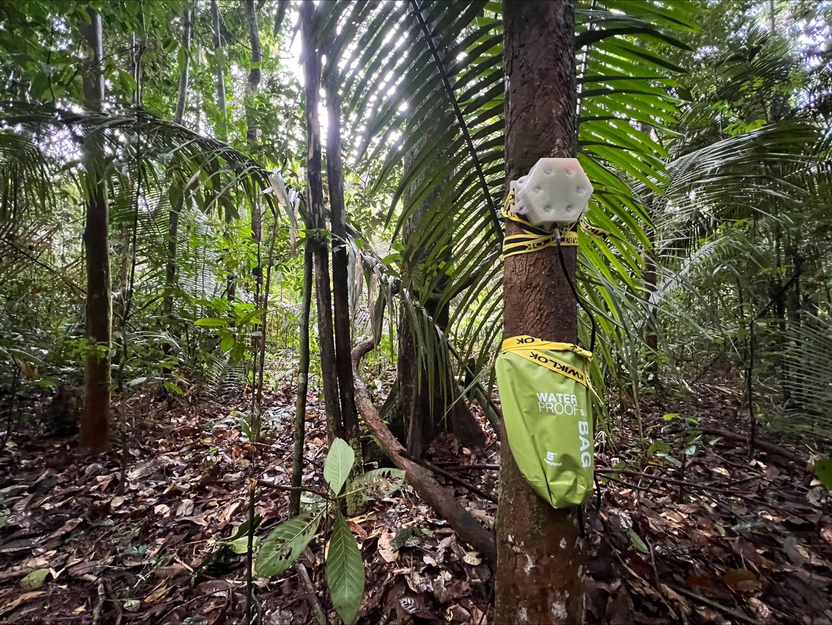 We deployed our new 6-channel recorders in the Amazon forest - let's see what data we can get from those!  🦉

#EcoAcoustics #AcousticMonitoring