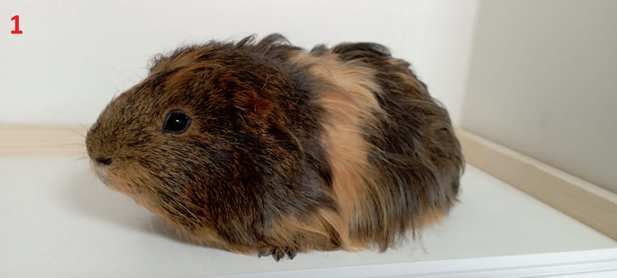 perdokrene's tweet photo. Beschikbaar voor adoptie:
Cavia's (beertjes)

Leeftijd onbekend, komen uit een woning waar 428 cavia's werden gehouden.

Belangstelling? Stuur dan een pb. https://t.co/PR5jY1AaPL