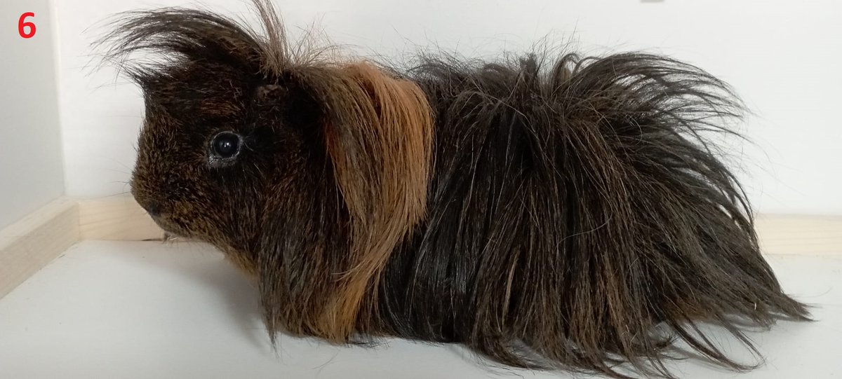 Beschikbaar voor adoptie:
Cavia's (beertjes)

Leeftijd onbekend, komen uit een woning waar 428 cavia's werden gehouden.

Belangstelling? Stuur dan een pb.