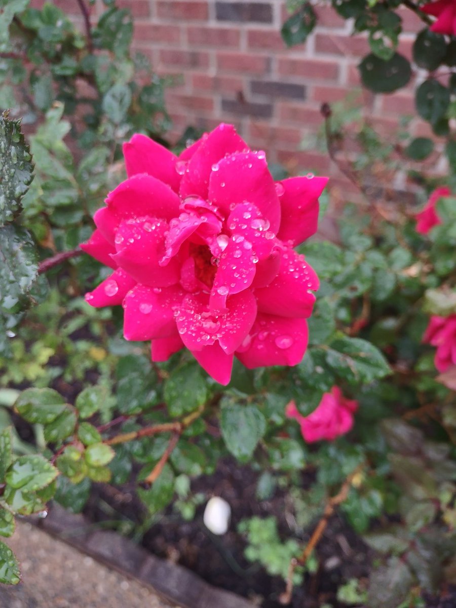 Rose bushes are blooming and the kids thought that they were too pretty not to shoot!