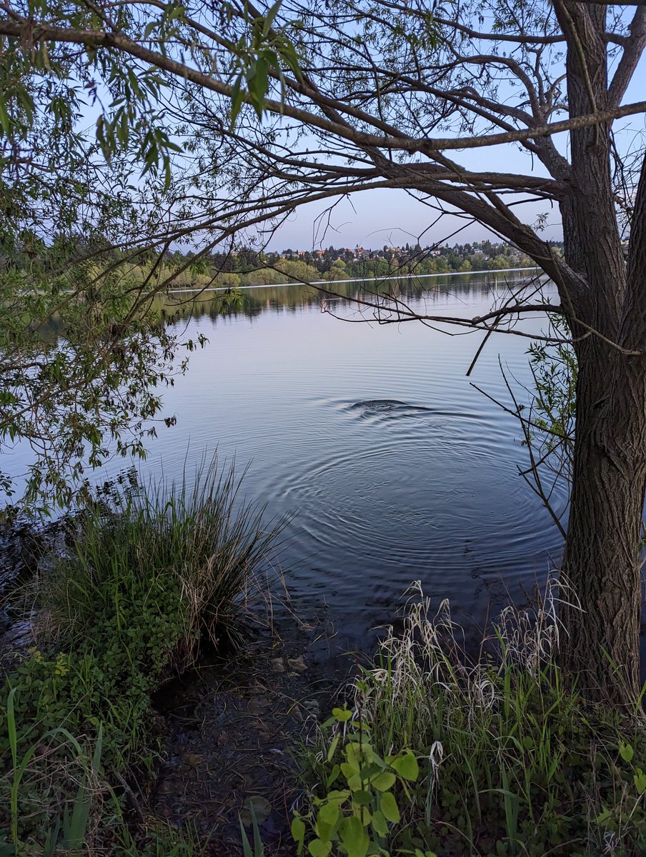 I saw a gigantic catfish in Greenlake.