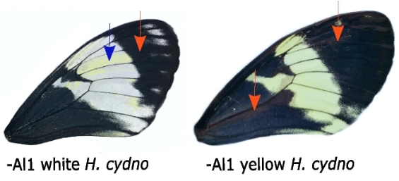 BMCBiology's tweet photo. Two new papers from @EXBayala and Marcus Kronforst on #aristaless #genes during #butterfly development find a dual role for #Al1 in appendage formation and wing pigmentation, and divergent expression to #Al2. https://t.co/WBPxGW3fju and https://t.co/1YZACUXxI1. #Evolution https://t.co/gYm7hZ3BA3