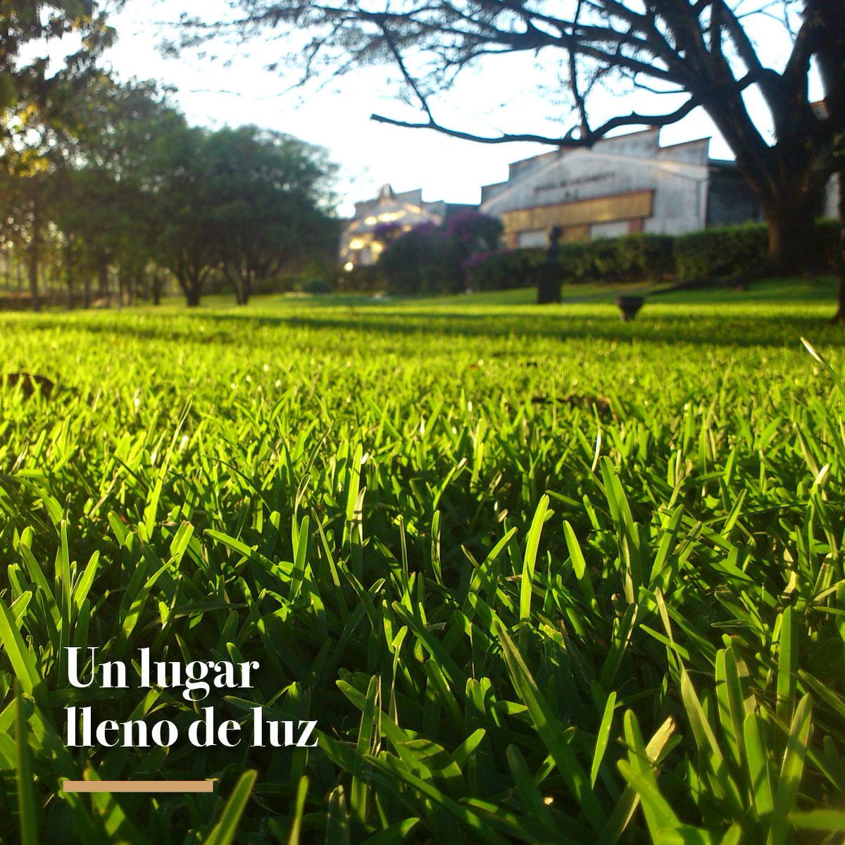 HSIPanama's tweet photo. La Hacienda San Isidro es un lugar lleno de luz, donde cada rayo de sol parece cobrar vida y llenar todo a su alrededor de energía y vitalidad. 🌳
#HaciendaSanIsidro #Panama #VisitPanama https://t.co/OoYqfRnhwV