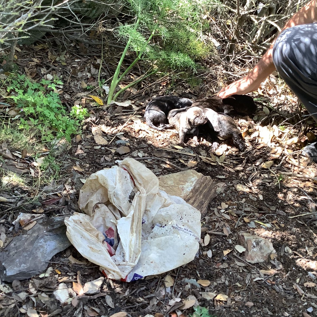 StradeAnas's tweet photo. 🐶❤️ Ritrovamento e salvataggio, da parte del personale #Anas, di alcuni cuccioli abbandonati sulla #SS125 “Orientale Sarda”, a Baunei (NU).
#AmamieBasta https://t.co/7i4APnMJ2v