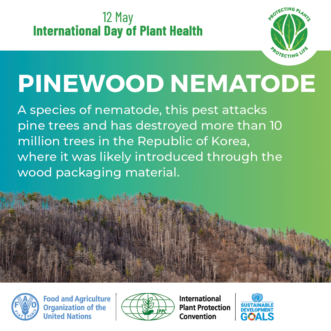 bug_beastie's tweet photo. Keeping plants healthy helps them mitigate the devastating impacts of climate change and prevents pest incursions.
Protecting plant health can be achieved by complying with international phytosanitary standards.

#PlantHealthDay https://t.co/Nsgm7VNzEr