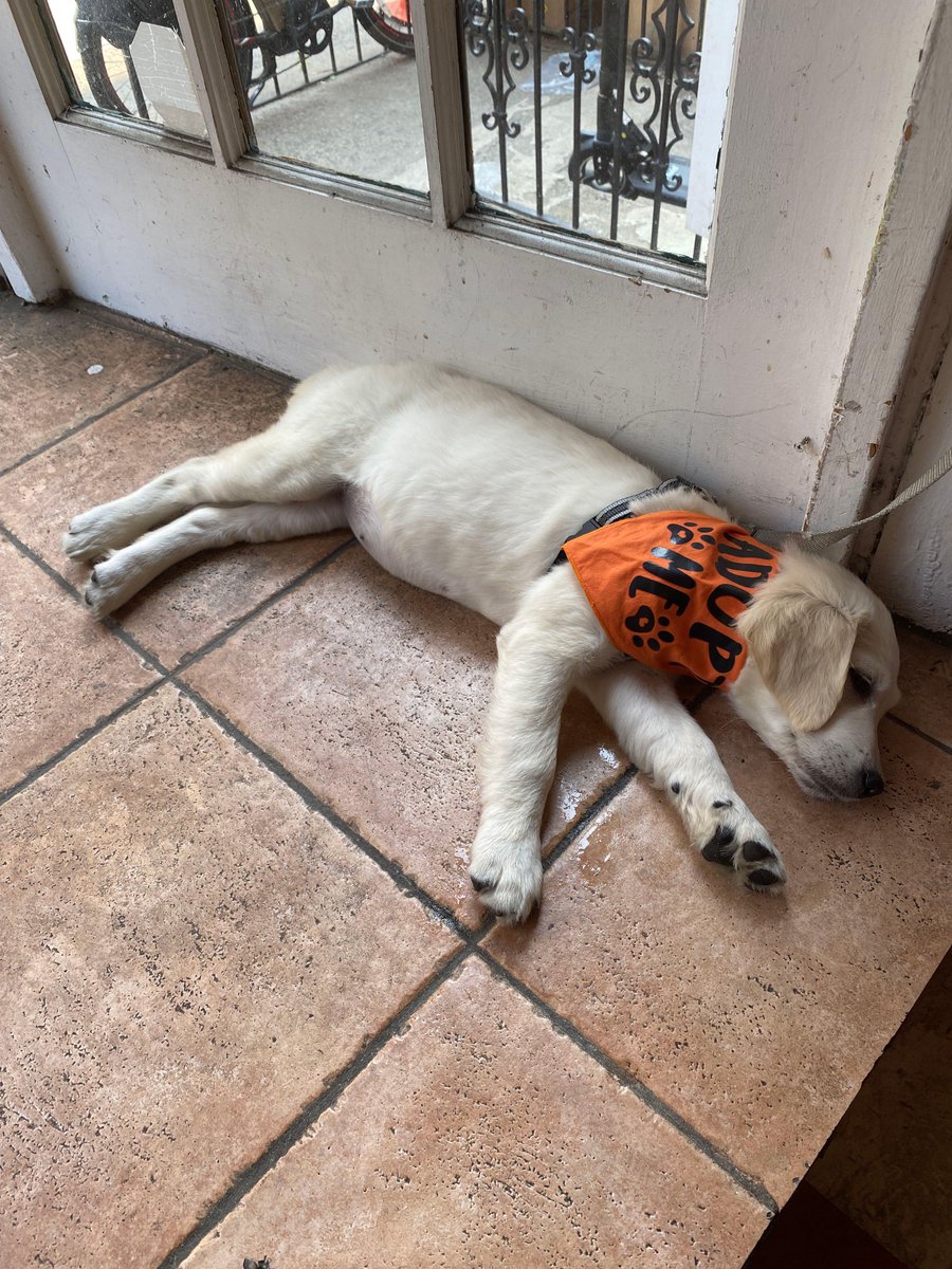 DsSoulFullCafe's tweet photo. Some of the most precious memories here are the ones with our furry friends. Like this one. Meet Venice. She’s up for adoption thru the wonderful @WiseRescue 🐶 She spent a good part of yesterday afternoon napping on our li’l stage 😁 https://t.co/zDzA4BAdWy
