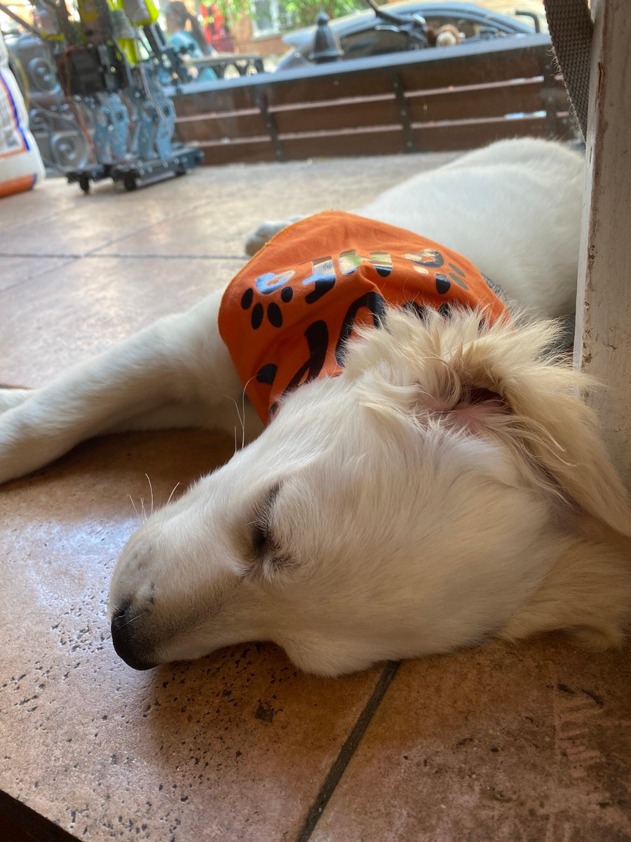 DsSoulFullCafe's tweet photo. Some of the most precious memories here are the ones with our furry friends. Like this one. Meet Venice. She’s up for adoption thru the wonderful @WiseRescue 🐶 She spent a good part of yesterday afternoon napping on our li’l stage 😁 https://t.co/zDzA4BAdWy