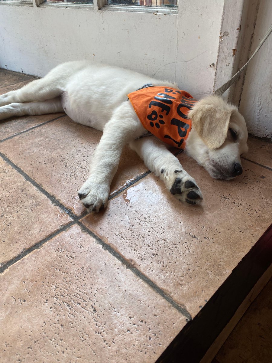 DsSoulFullCafe's tweet photo. Some of the most precious memories here are the ones with our furry friends. Like this one. Meet Venice. She’s up for adoption thru the wonderful @WiseRescue 🐶 She spent a good part of yesterday afternoon napping on our li’l stage 😁 https://t.co/zDzA4BAdWy