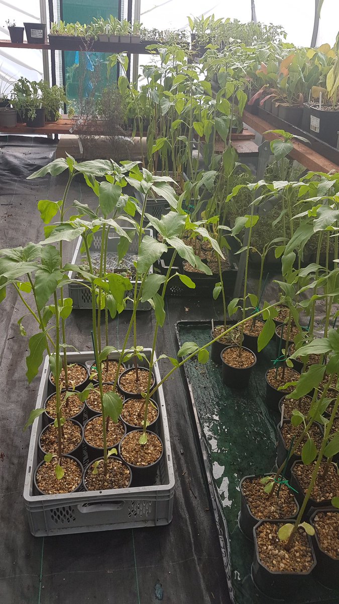 We have another plant sale tomorrow in the gardens 10:30am-3pm outside @theyorkshiremuseum 

All money raised will go back into the gardens, sunflowers will be available to purchase! 🌻

Please tag us in pictures of your plants progress at home! 🪴