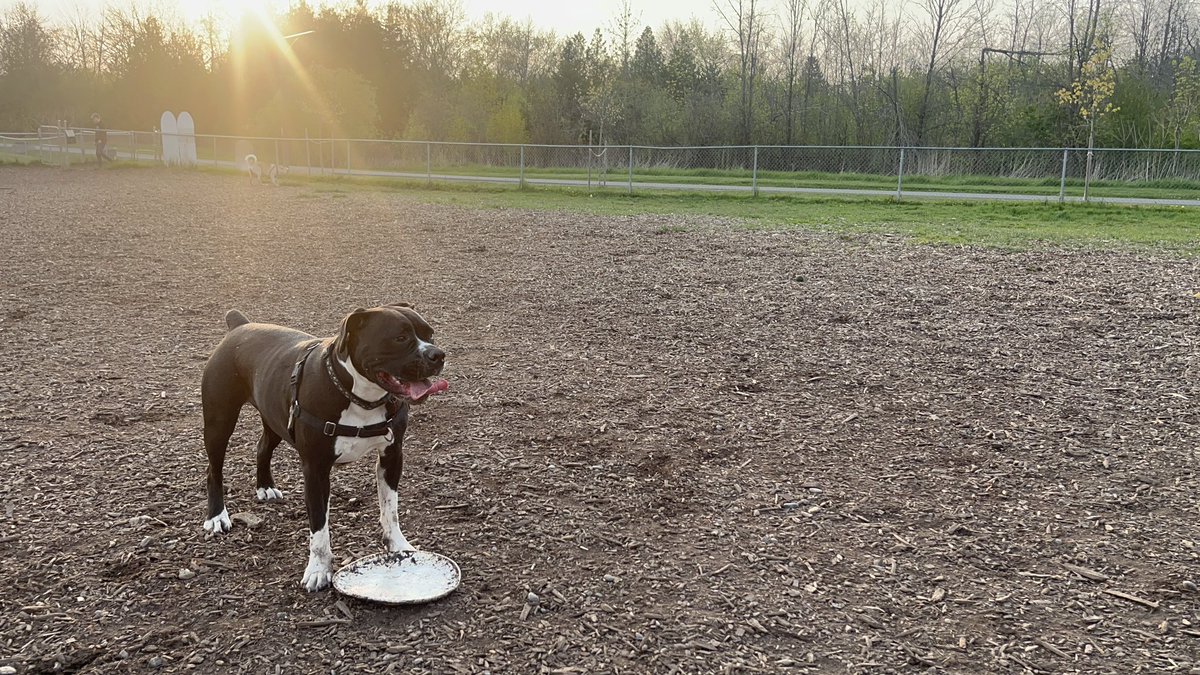 GM from Pearl and I ❤️ have a fantastic Friday! #friday #dogs #GM