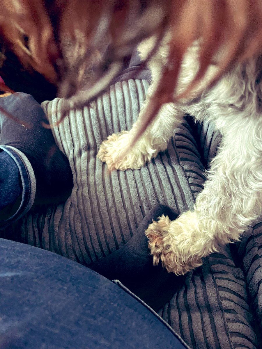 Subtle hints that Henners would like a bit of my cheese panini #cheesetax #SchnauzerGang #DogTwitter